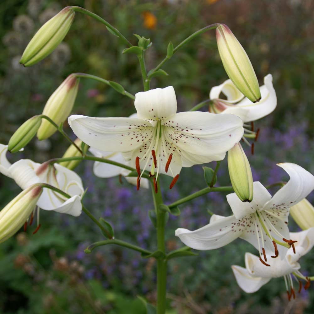 Lilium tigrinum 'White Twinkle'